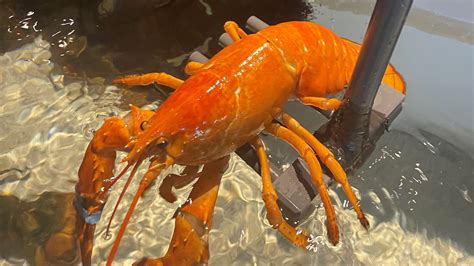 How Red Lobster Helped Rescue A Rare Orange Lobster