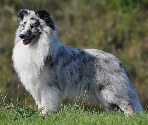 Shetland Sheepdog (Sheltie) Info, Puppies, Pictures, Temperament