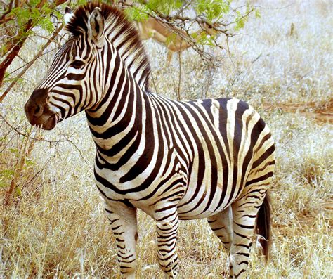 File:Beautiful Zebra in South Africa.JPG - Wikimedia Commons