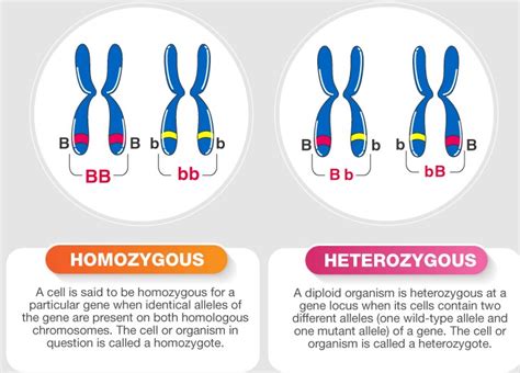 Heterozygous Vs Homozygous Brief Introduction