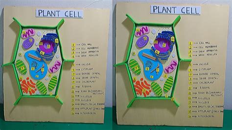 How To Make A Plant Cell Project For School - School Walls