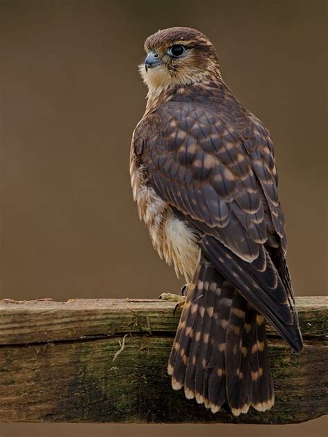 Merlin | Pet birds, Birds of prey, Animals beautiful