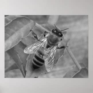 Honey Bee Posters | Zazzle