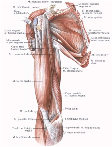 Diagram Shoulder Muscles - koibana.info | Shoulder anatomy, Human body anatomy, Muscle anatomy