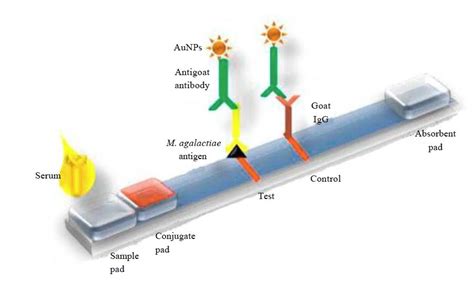 Molecular diagnostics- Lateral flow assay