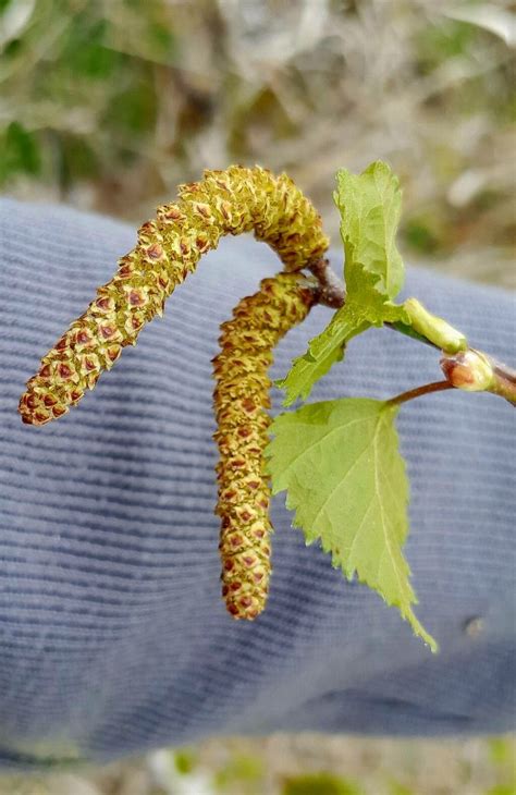 Observation: Betula pubescens Ehrh. (Anatas May 21, 2023) World flora ...