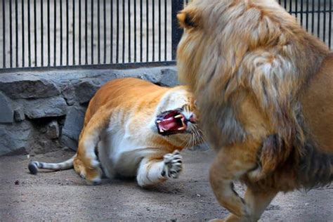 Liger vs Lion