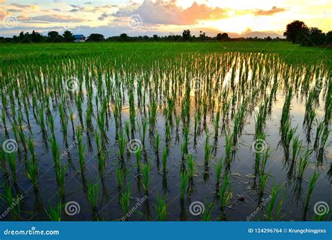 Young Rice Field with Sunset Over the Mountain. Stock Photo - Image of ...