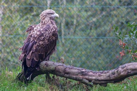 Download Hawk Bird Of Prey | Free Stock Photo and Image | Picography