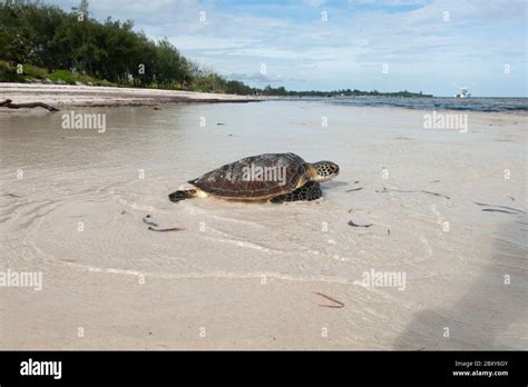 Watamu Beach Kenya Africa Stock Photo - Alamy