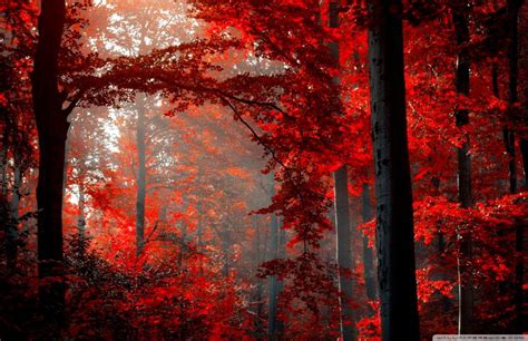 Dark Forest 4K Ultra HD Wallpapers - Top Free Dark Forest 4K Ultra HD ...