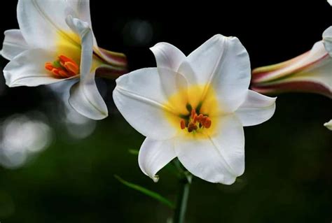 National Flower Of Italy Lily | Best Flower Site