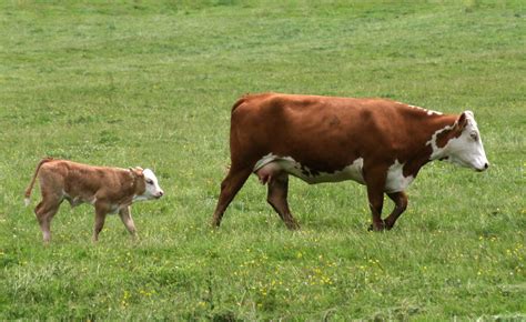 Cows produce more methane while nursing calves, says report