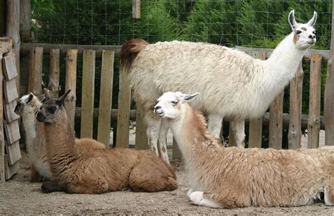 Лама :: Animal Park — контактний зоопарк