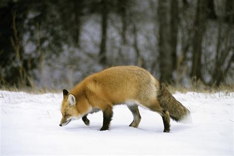 Saskatchewan wildlife - Saskatchewan - Canada