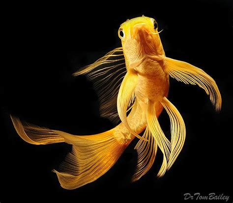 Gold Butterfly Koi | Butterfly koi, Koi fish, Koi fish aquarium