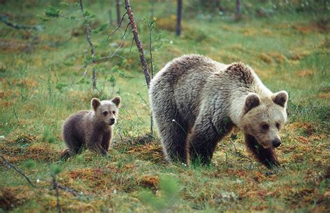 BRown Bear Wildlife Finland ~ Entertainment-Enter