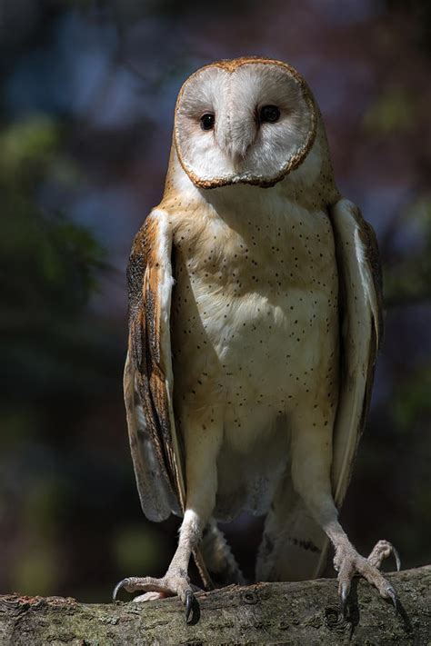 Barn Owl Photograph by Dale Kincaid - Fine Art America