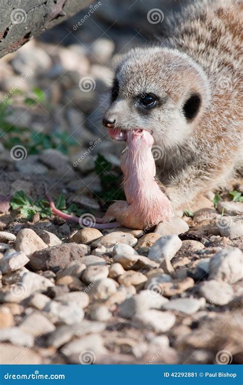 Meerkat feeding stock image. Image of animal, captive - 42292881