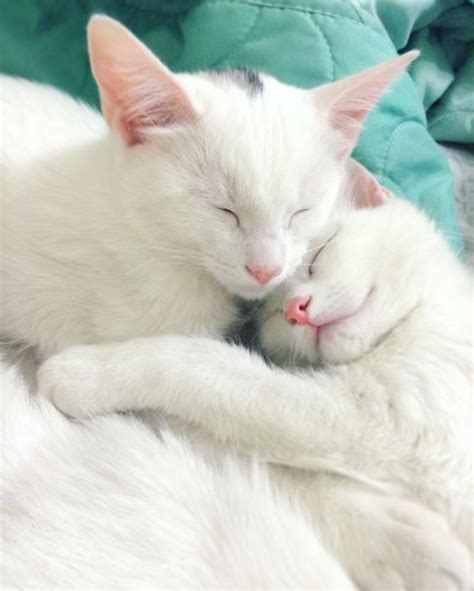 Two cats with stunning heterochromatic eyes are called the most beautiful twin cats in the world ...