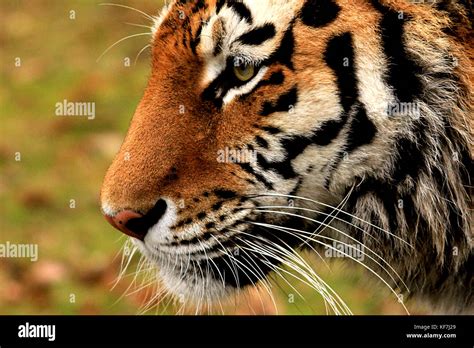 Siberian (Amur) Tiger (Panthera tigris altaica) face from the side in a ...