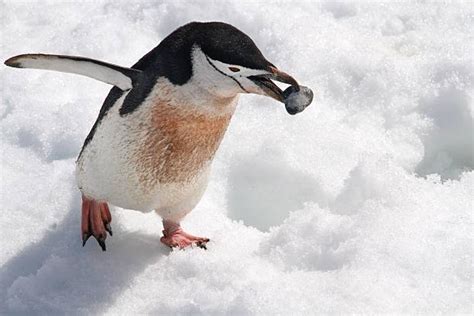 Royalty Free Chinstrap Penguin Pictures, Images and Stock Photos - iStock