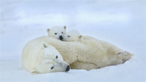 Polar Bear Adaptations