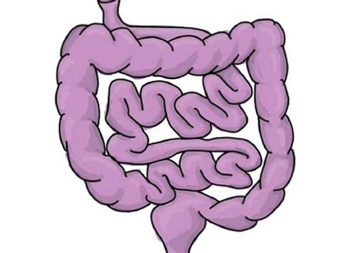 Small Intestine: Small Intestine Function Overview