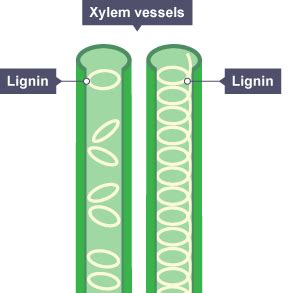 BBC Bitesize - National 5 Biology - Transport systems - Plants - Revision 3