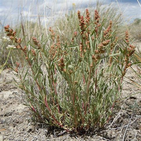 Gardners Saltbush - Atriplex gardneri - Great Basin Seeds