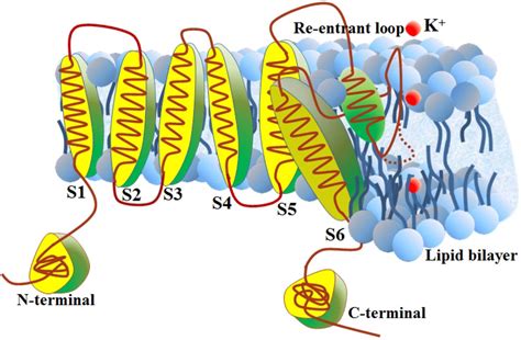 IJMS | Free Full-Text | Identifying the Subfamilies of Voltage-Gated Potassium Channels Using ...