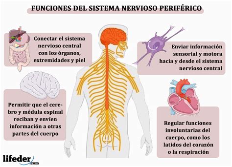 Sistema nervioso periférico: funciones, partes y enfermedades