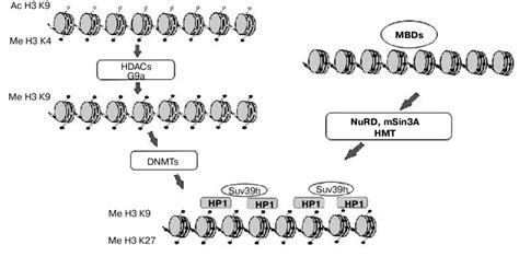 Model of heterochromatin formation. White and black circles designate,... | Download Scientific ...