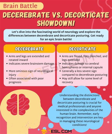 Decerebrate vs. Decorticate: Confusing Health Terms • 7ESL