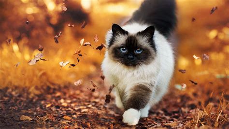 Cats Autumn Wallpapers - Wallpaper Cave