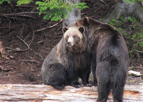 two orphaned grizzly bears.. | Grouse Mountain's Grizzly Bea… | Flickr