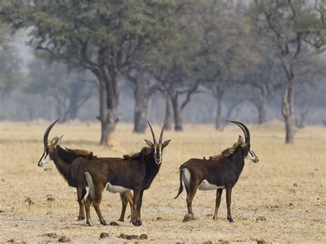 #zimbabwe #wilderness #wildlife | Zimbabwe, Safari, Wildlife