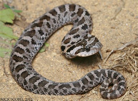 Eastern Hognose Snake | Heterodon platirhinos August, 2012. … | Flickr