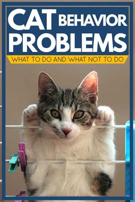 Top 9 Cat Behavior Problems [And How To Deal With Them] - TheCatSite