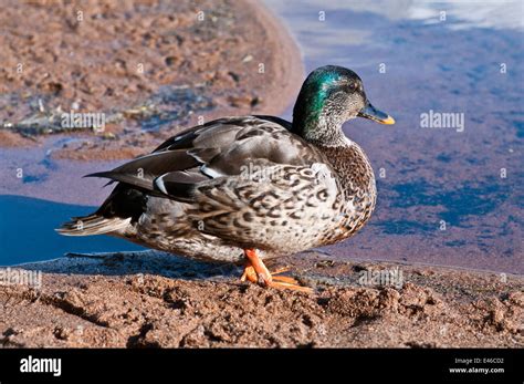 Young male Mallard duck standing in evening sunshine on sandy beach at water's edge on Loch ...