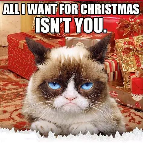 Grumpy Cat Christmas Memes - Comics And Memes