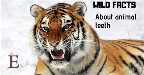 Animal Teeth - Wild Facts that show not all teeth are created equal