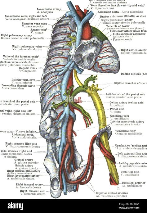 The branches of the thoracic aorta anatomy Stock Photo - Alamy