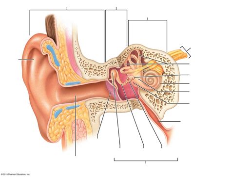 Labeling the Ear Diagram | Quizlet