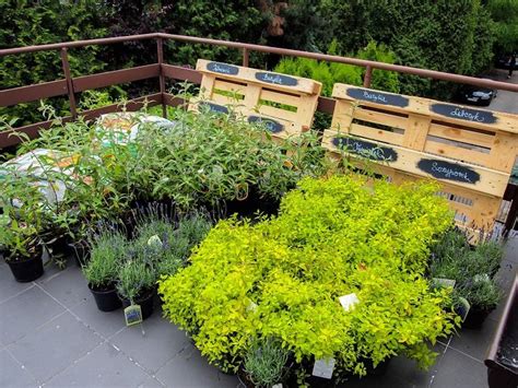 Best Terrace/Roof Garden Plants You should Grow