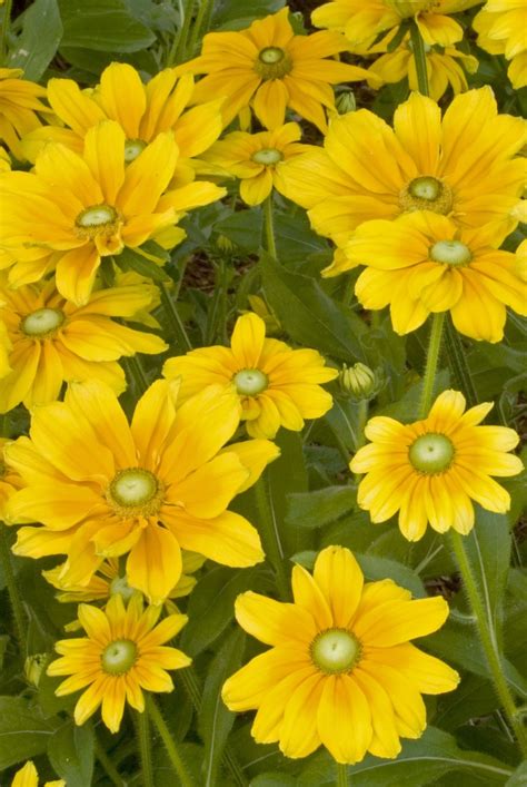 Rudbeckia hirta 'Prairie Sun'