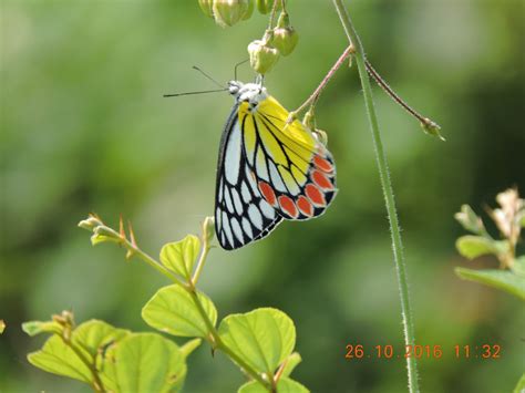 Terrestrial Environment Baseline Studies – Ananthsree Eco-Care