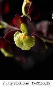 Catasetum Images, Stock Photos & Vectors | Shutterstock