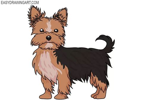 How To Draw A Realistic Yorkie