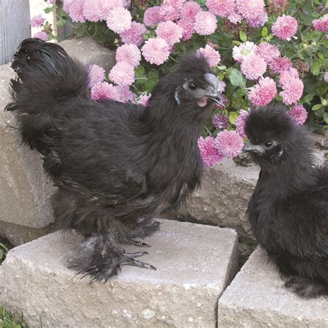 Black Silkie Bantam